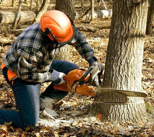 Tree Removal in Latham, KS